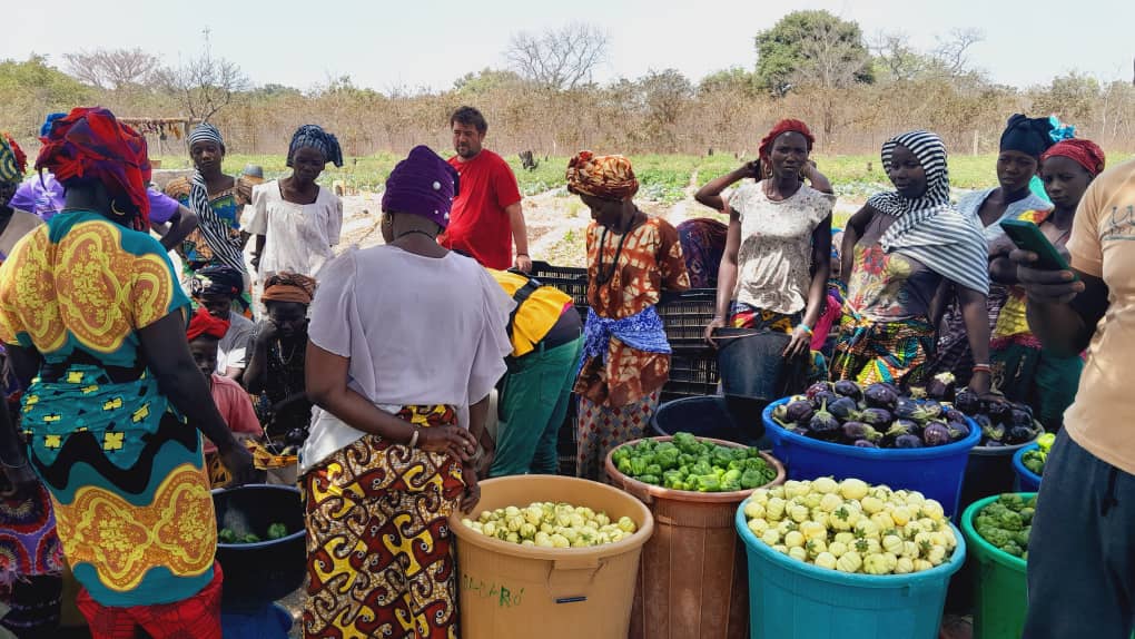 Ir a Mejora del sistema de producción de alimentos y comercialización a pequeña escala de una red de huertas gestionadas por mujeres en la región de Kolda (Senegal)